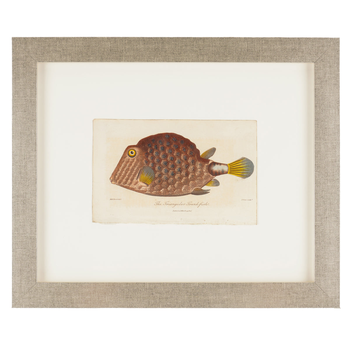 The Triangular Trunk Fish, 1806