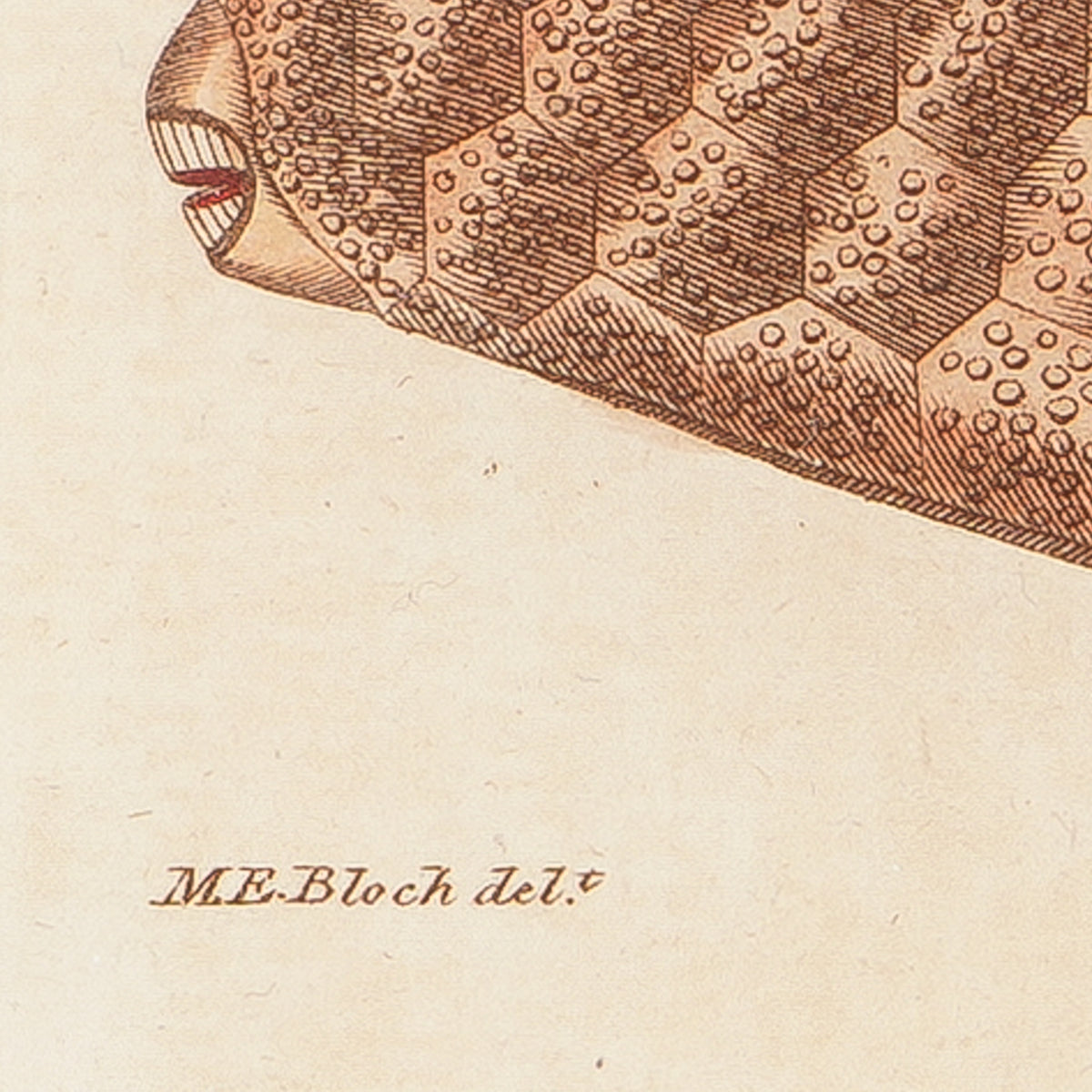 The Triangular Trunk Fish, 1806