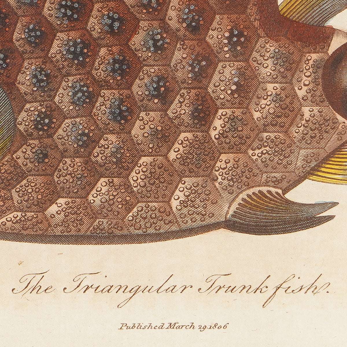 The Triangular Trunk Fish, 1806