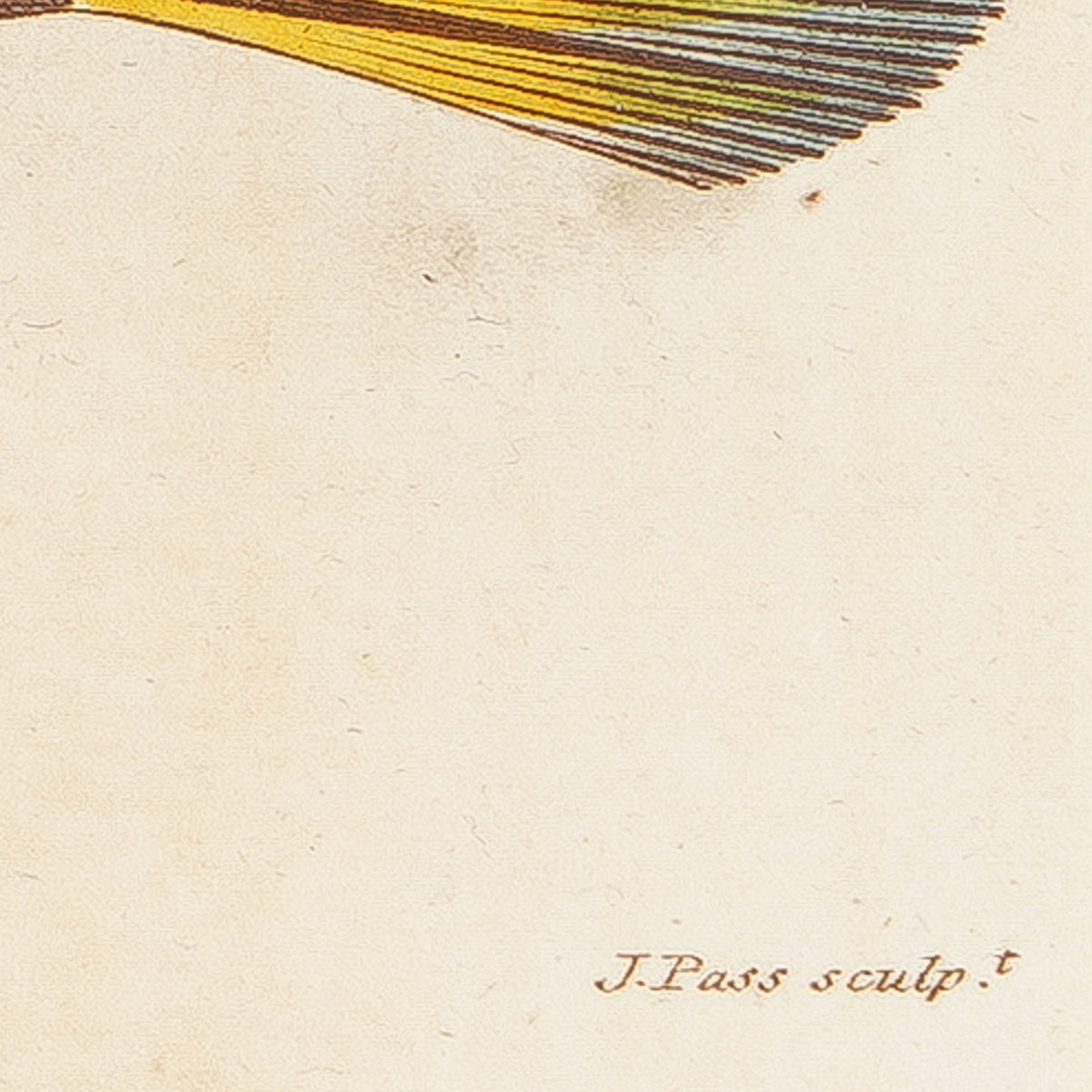 The Triangular Trunk Fish, 1806