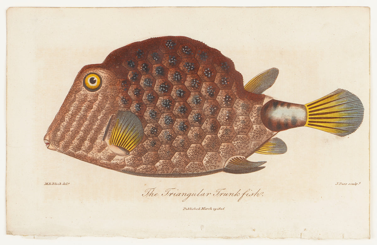 The Triangular Trunk Fish, 1806