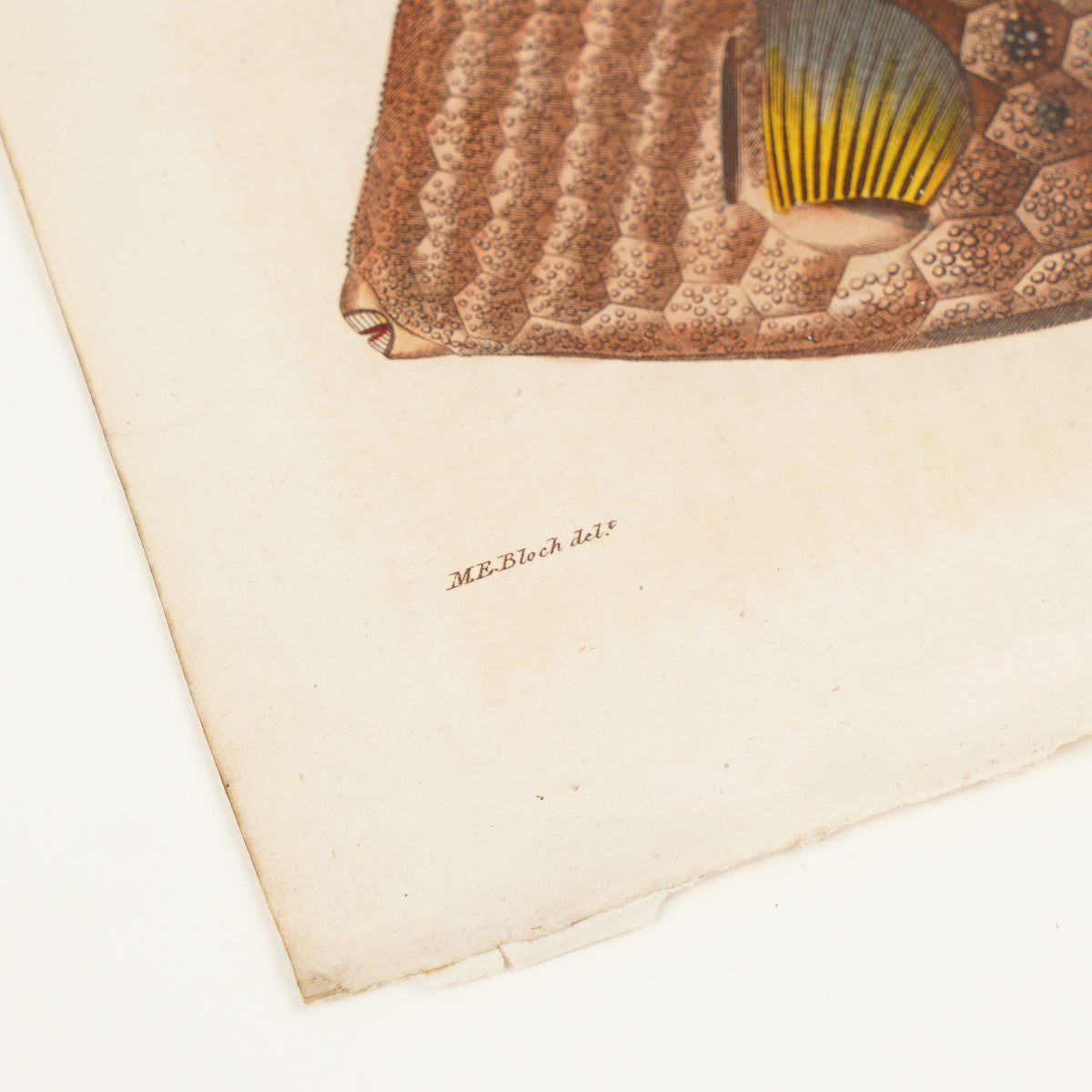The Triangular Trunk Fish, 1806